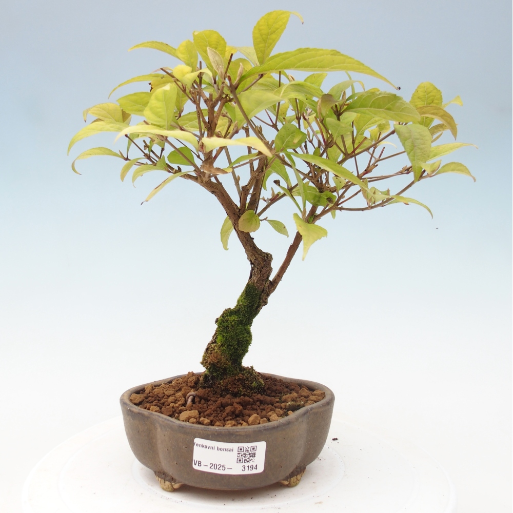 Bonsai voor buiten - Callicarpa japonica
