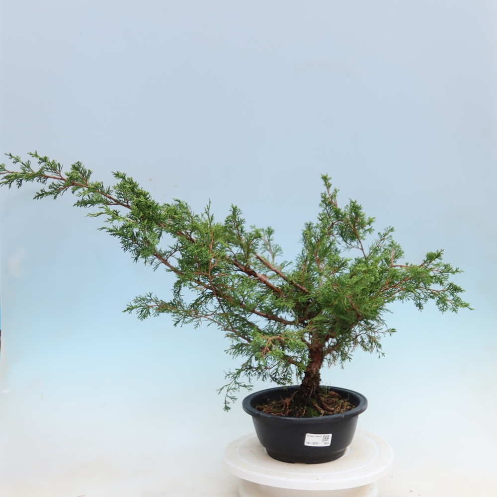 Buitenbonsai - Juniperus chinensis Itoigawa - Chinese jeneverbes