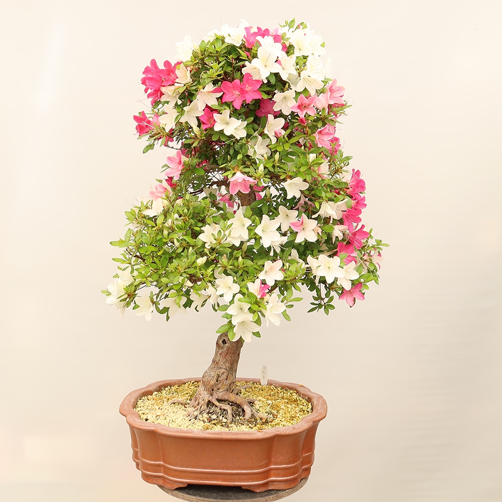 Bonsai voor buiten - Japanse Azalea - Azalea Sayaka