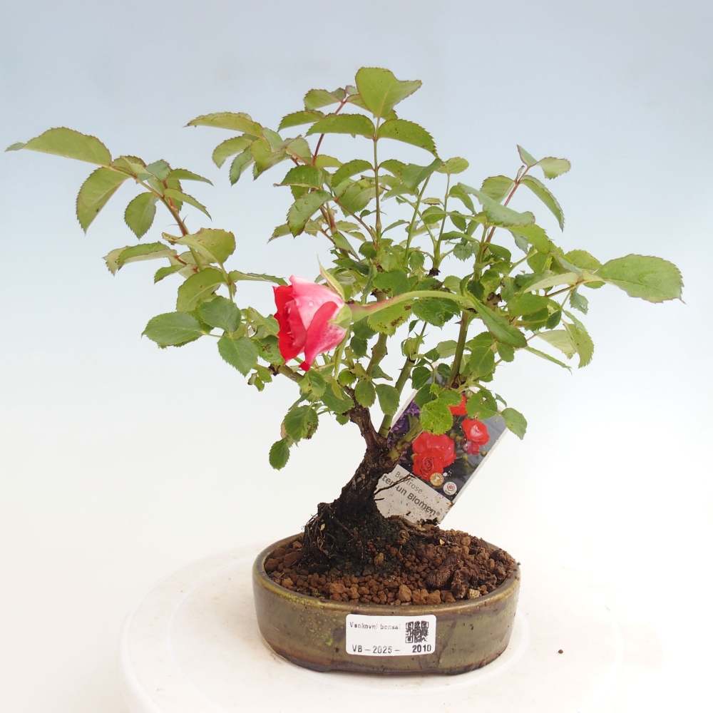 Bonsai voor buiten - Rosa Kordes - roos