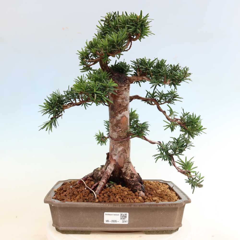 Bonsai voor buiten - Taxus cuspidata - Japanse Taxus