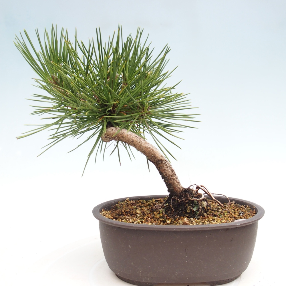 Bonsai voor buiten - Pinus thunbergii - Thunberg den