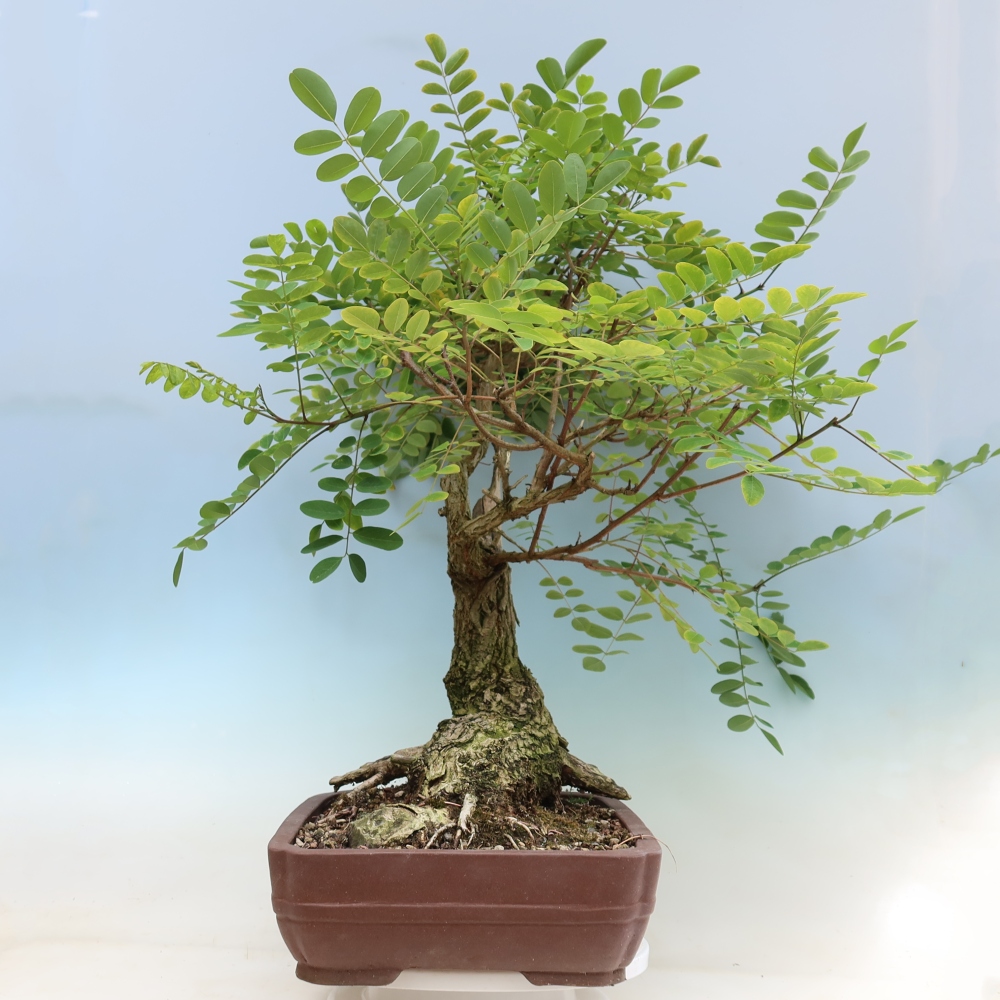 Bonsai voor buiten - Doornacacia - Robinia pseudoacacia