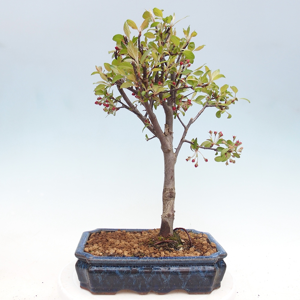 Bonsai voor buiten -Malus domestica - Roodbladige appelboom met kleine vruchten