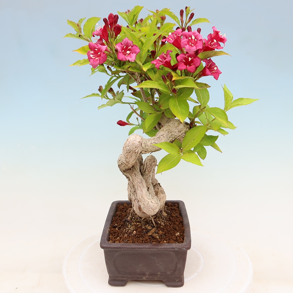 Buitenbonsai - Weigela subsessilis - Koreaanse weigela