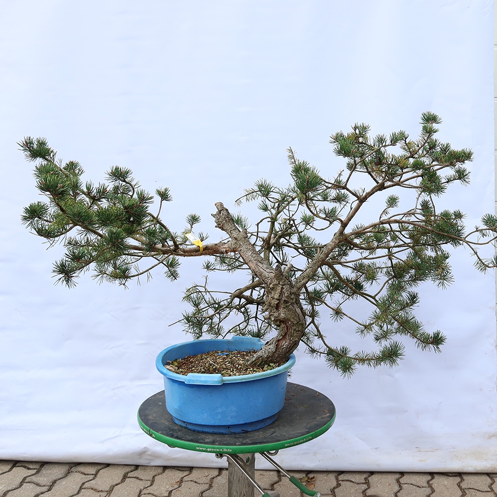 Pinus sylvestris Spanje - grove den