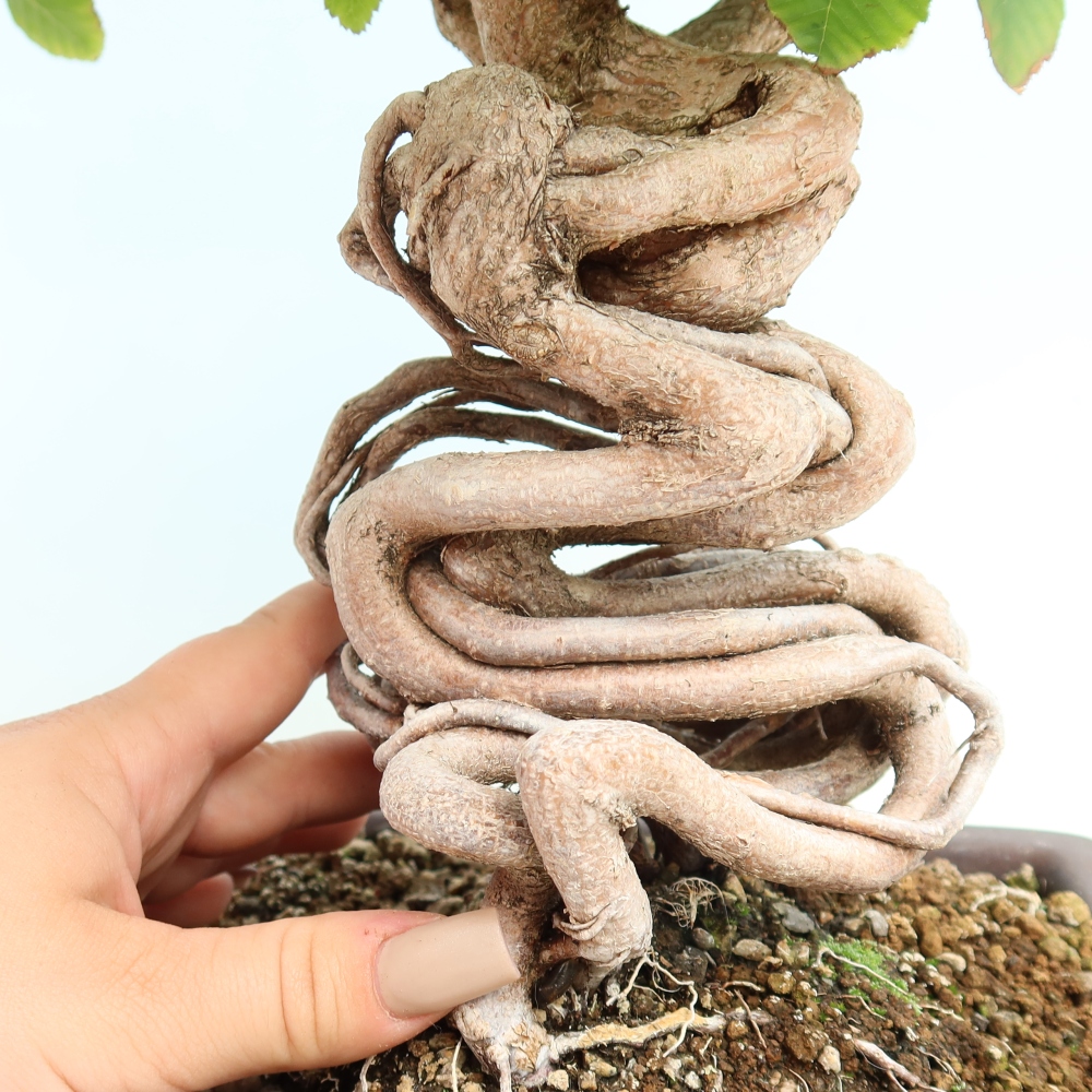 Bonsai voor buiten -Carpinus CARPINOIDES - Koreaanse haagbeuk