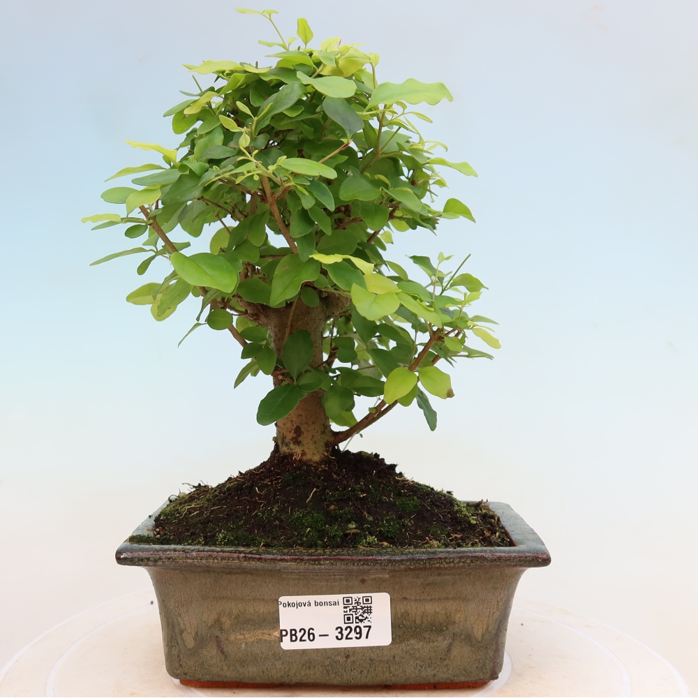 Kamerbonsai -Ligustrum chinensis - Vogelsnavel