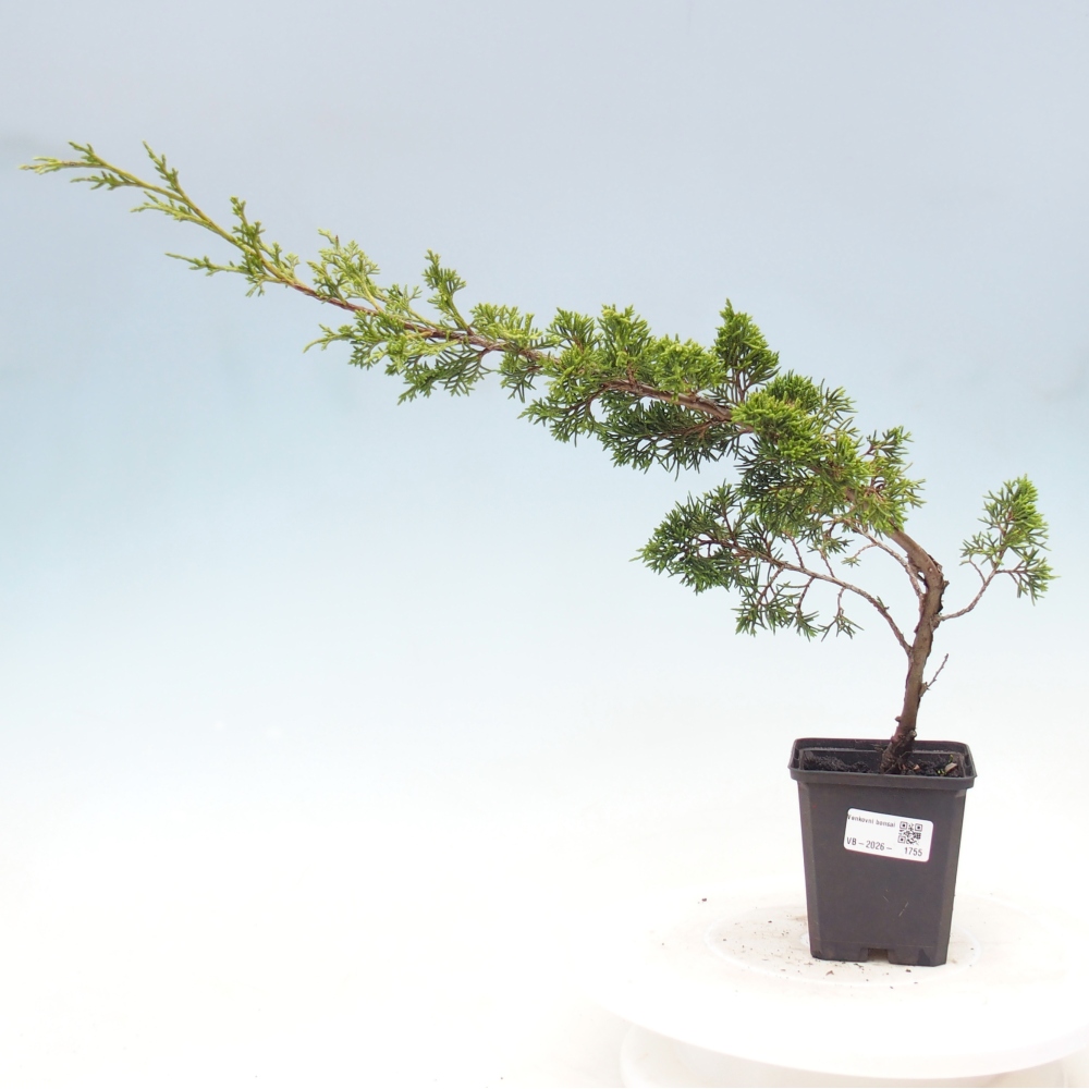 Bonsai voor buiten - Juniperus chinensis Itoigawa