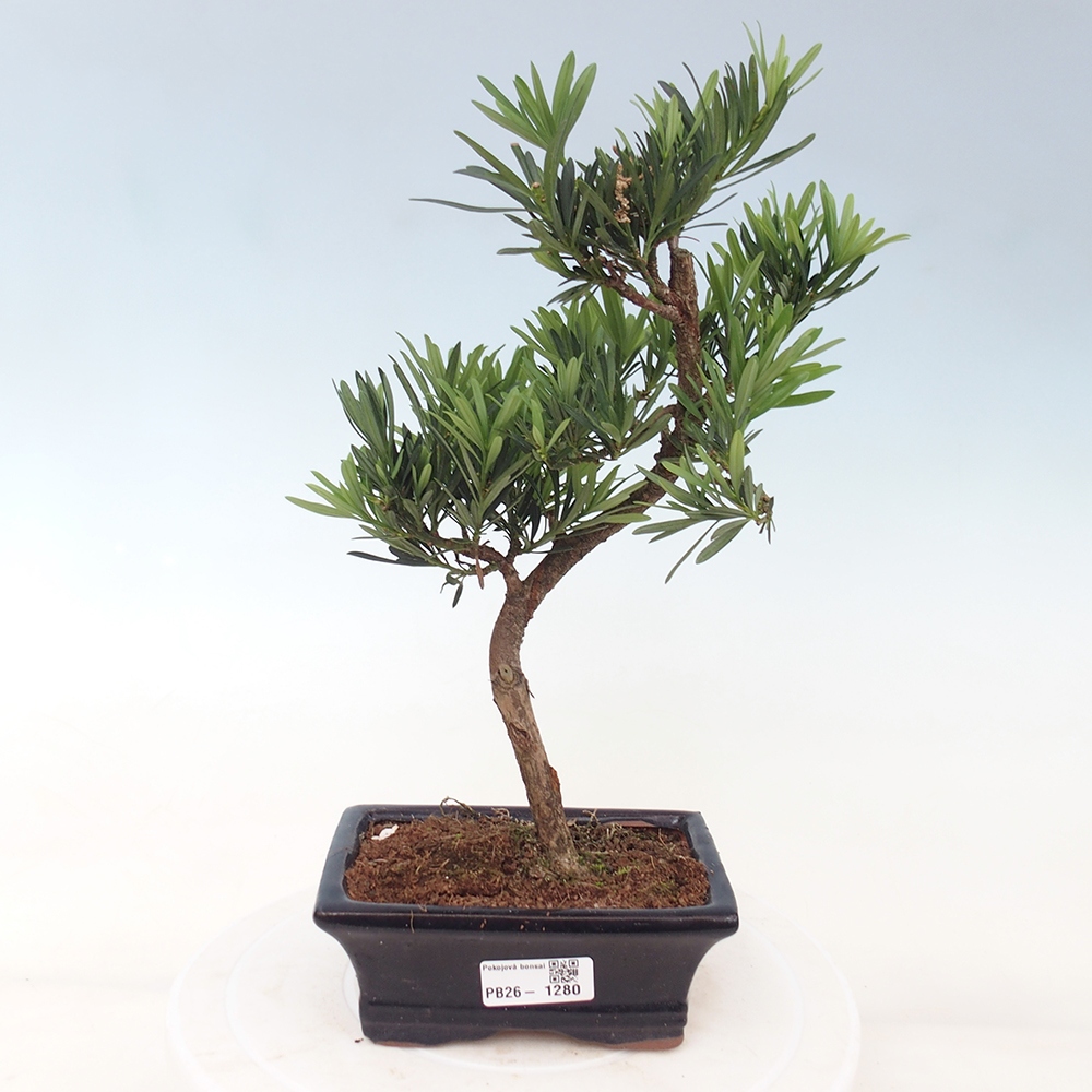 Kamerbonsai - Podocarpus - Taxus
