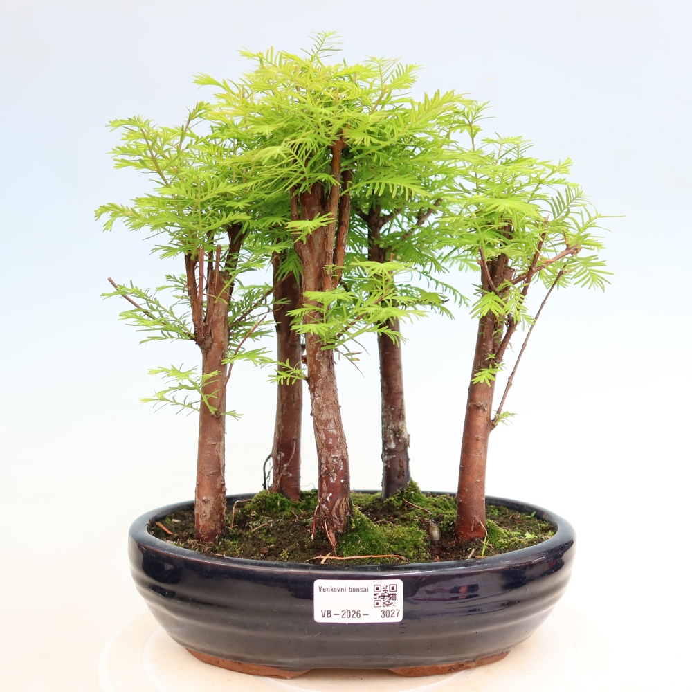 Buitenbonsai - Metasequoia glyptostroboides - Chinese metasequoia - bosje