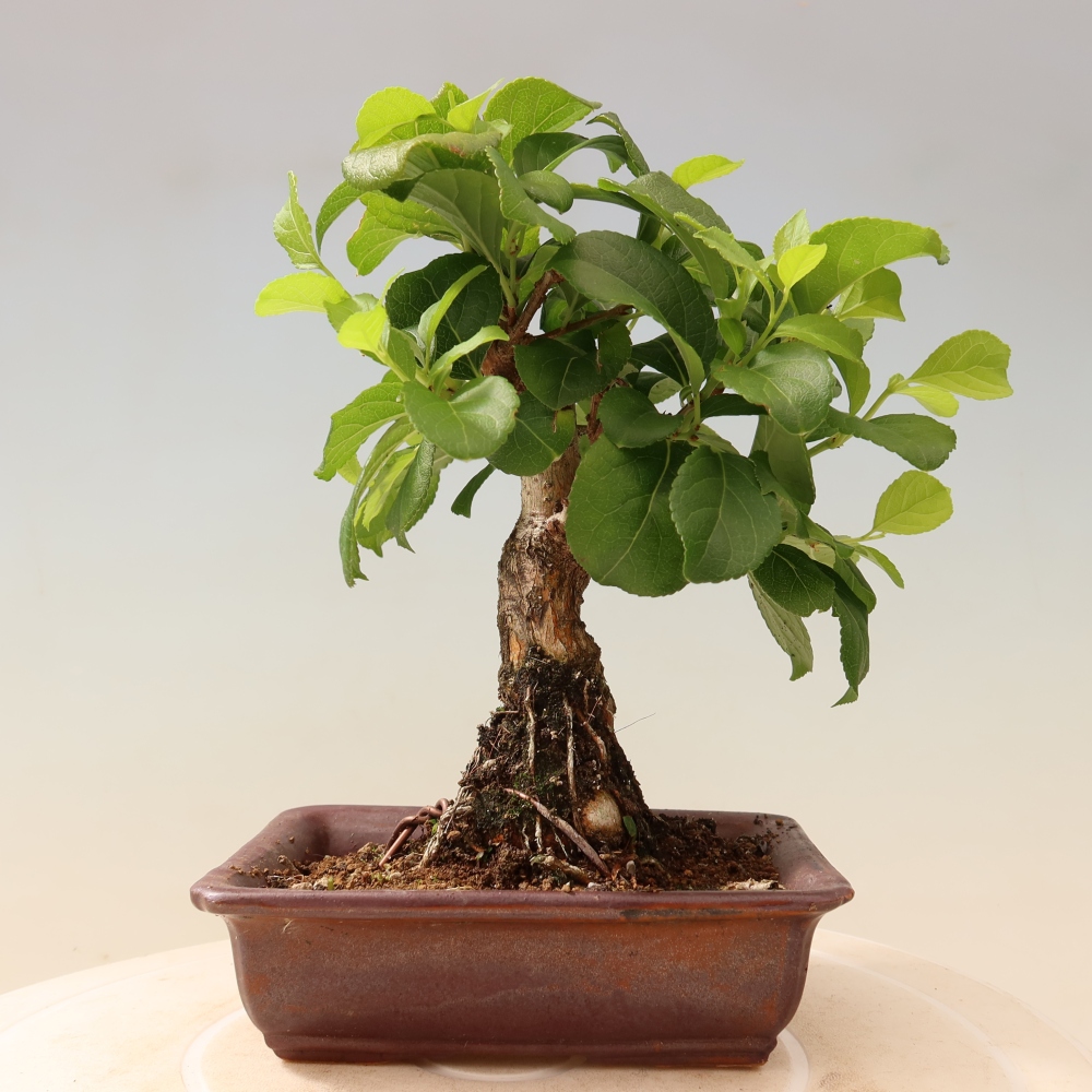 Bonsai voor buiten - Celastrus orbiculatus