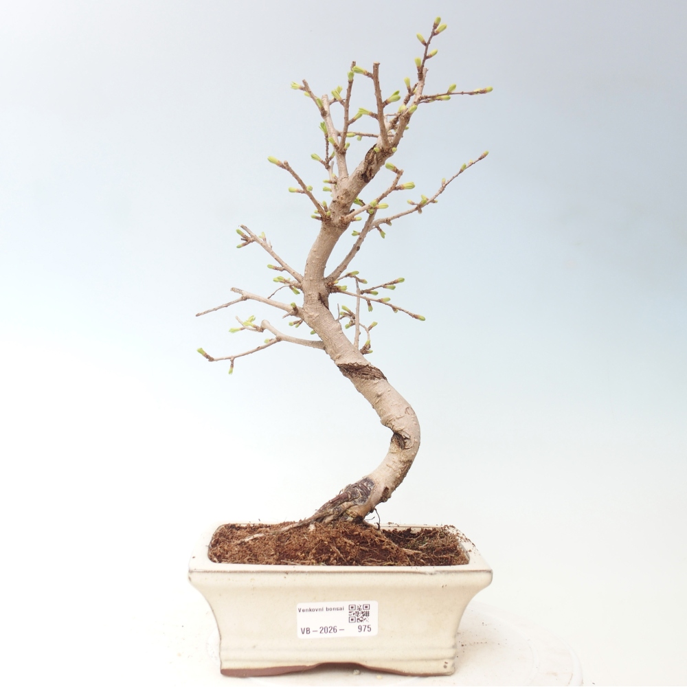 Bonsai voor buiten -Pseudolarix amabis-Pseudolarix amabis