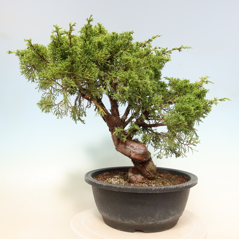 Bonsai voor buiten - Juniperus chinensis Itoigawa-Juniperus chinensis