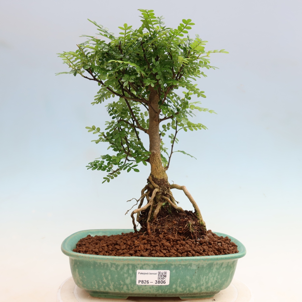 Kamerbonsai - Zantoxylum piperitum - peperboom