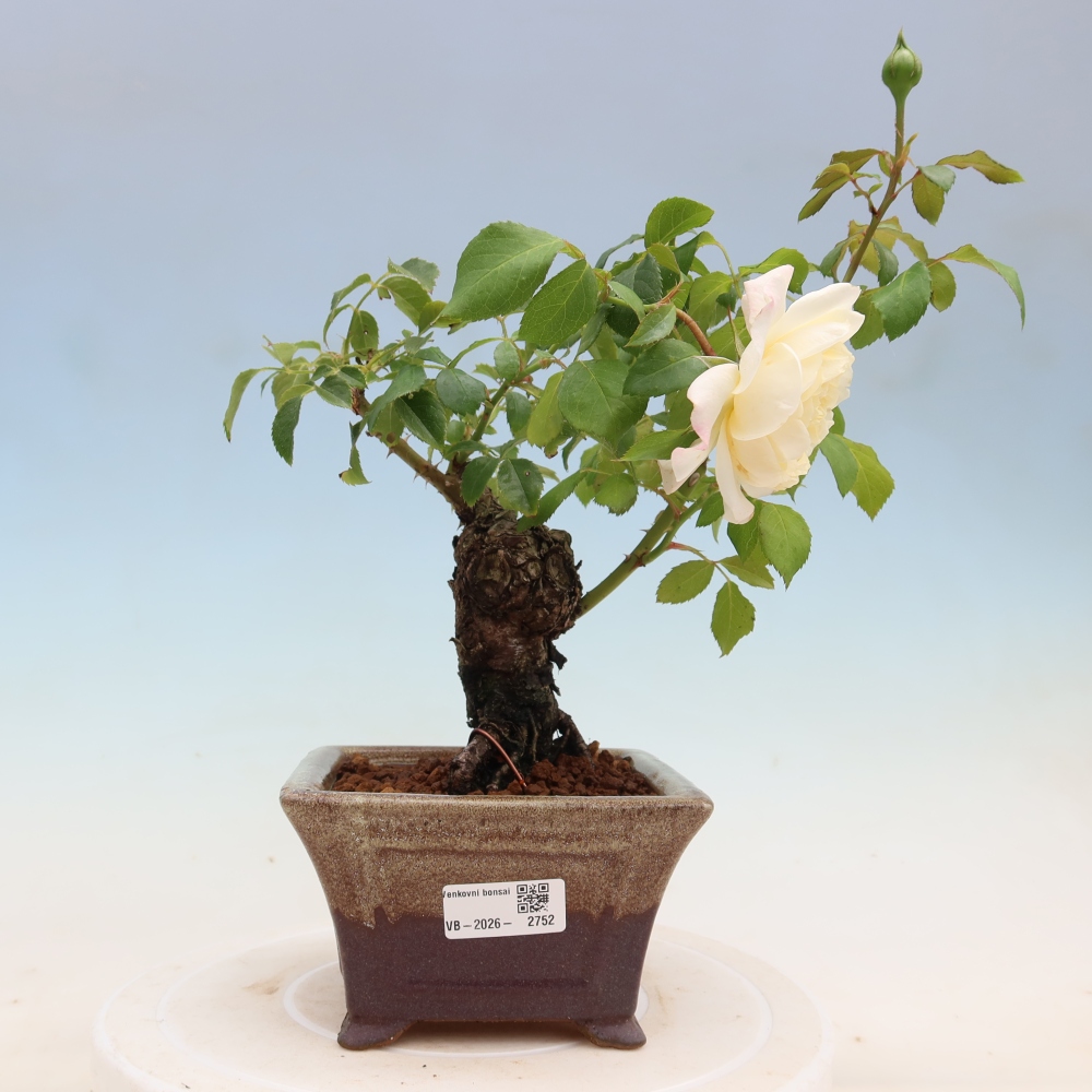 Bonsai voor buiten - Rosa Kordes - roos