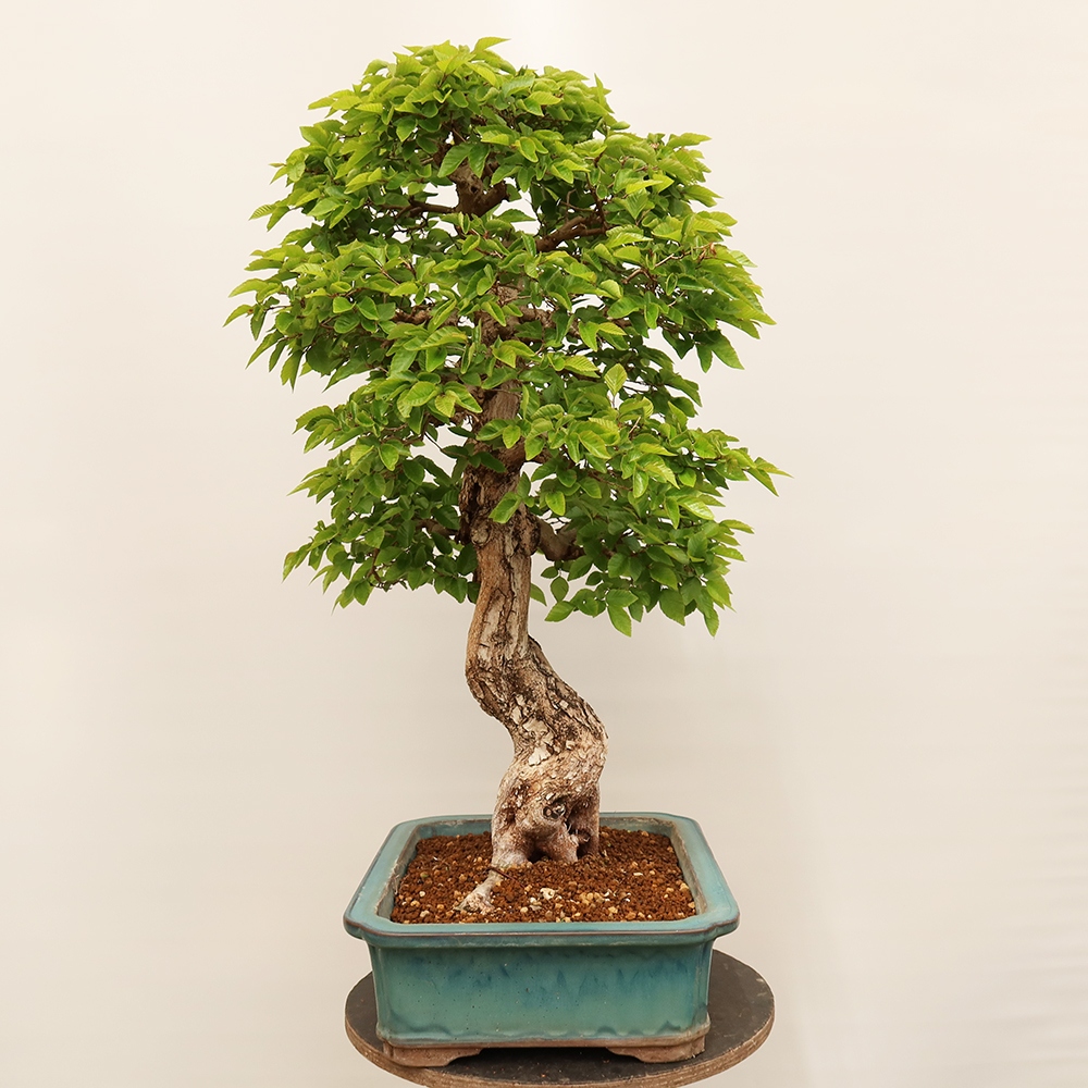 Bonsai voor buiten -Carpinus Coreana - Koreaanse haagbeuk