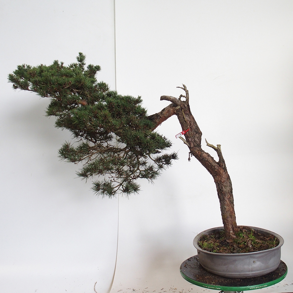 Yamadori - Pinus sylvestris Spanje