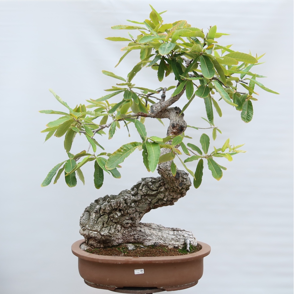 Buitenbonsai - Quercus castaneifolia  - Kastanjebladige eik
