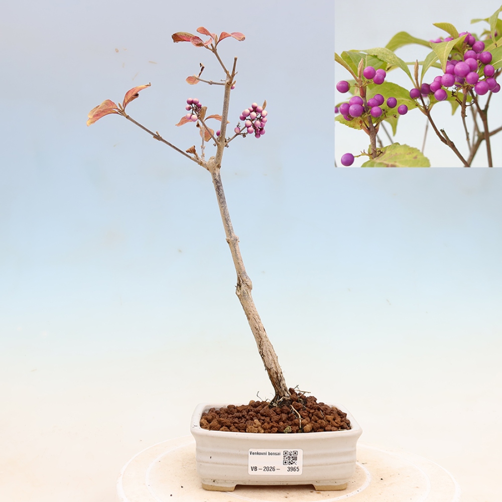 Bonsai voor buiten - Callicarpa bodinierova profusion