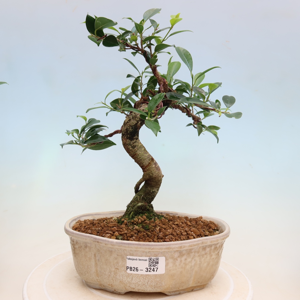 Kamerbonsai - Ficus kimmen - kleinbladige ficus