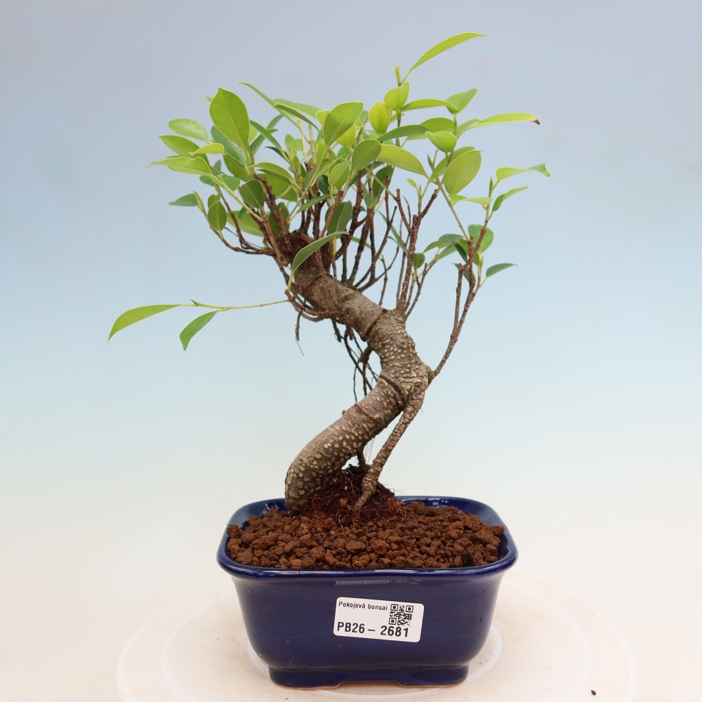Kamerbonsai - Ficus kimmen - kleinbladige ficus