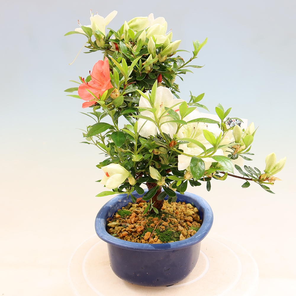 Bonsai voor buiten - Japanse azalea - Azalea Asahi-no-izumi
