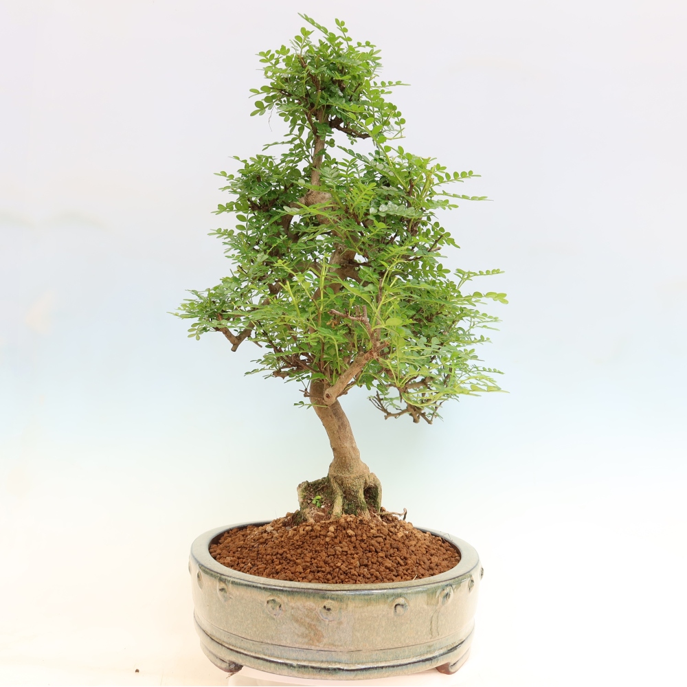 Kamerbonsai - Zantoxylum piperitum - peperboom