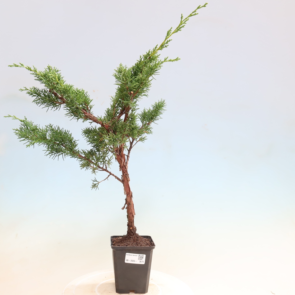 Bonsai voor buiten - Juniperus chinensis Kishu