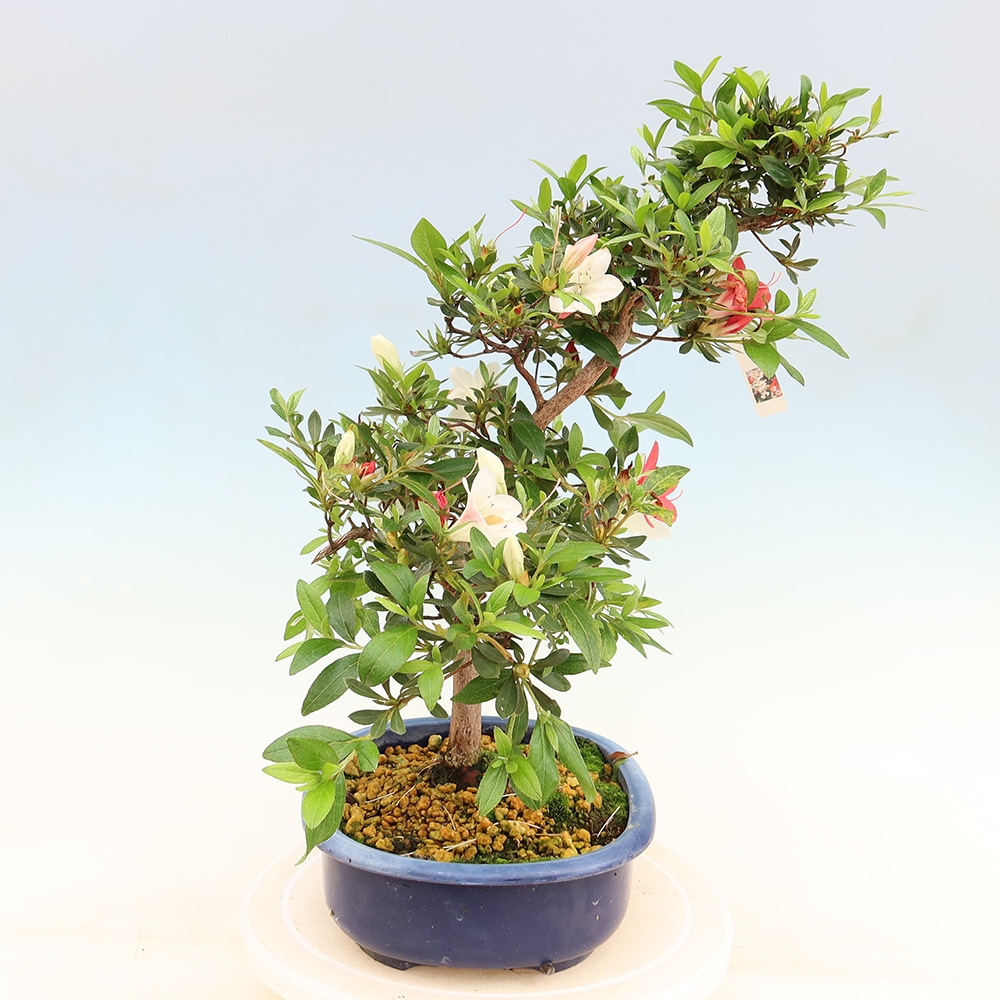 Bonsai voor buiten - Japanse Azalea - Azalea Senhime