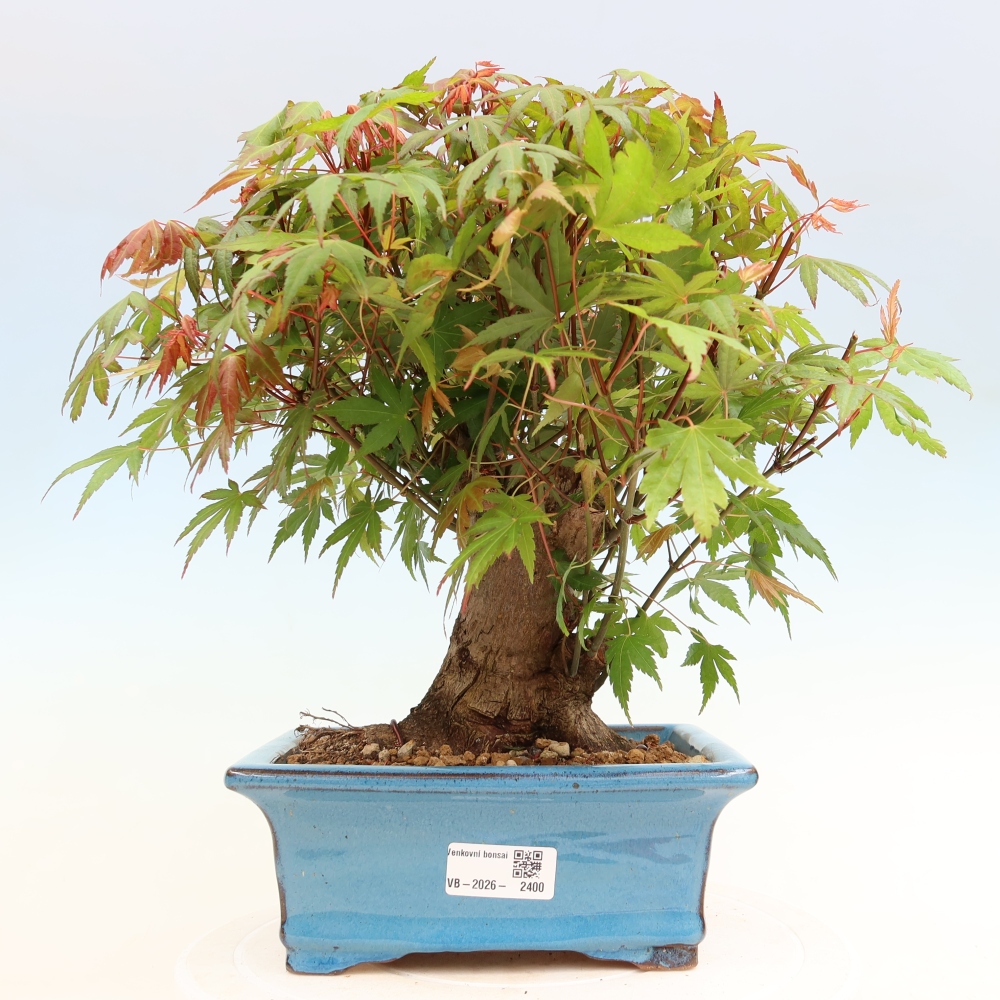 Bonsai voor buiten - Esdoorn Burger - Acer Burgerianum
