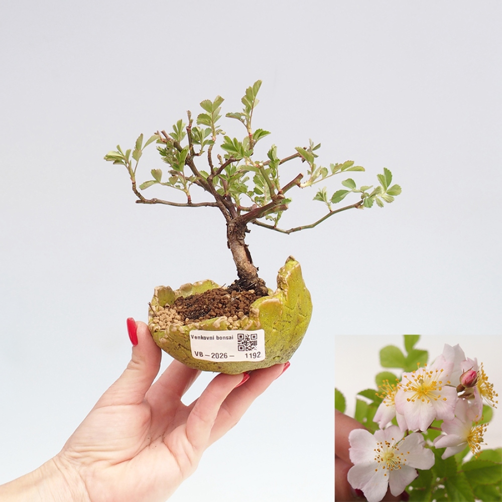 Bonsai voor buiten - Rosa sp. - kleinbloemige roos
