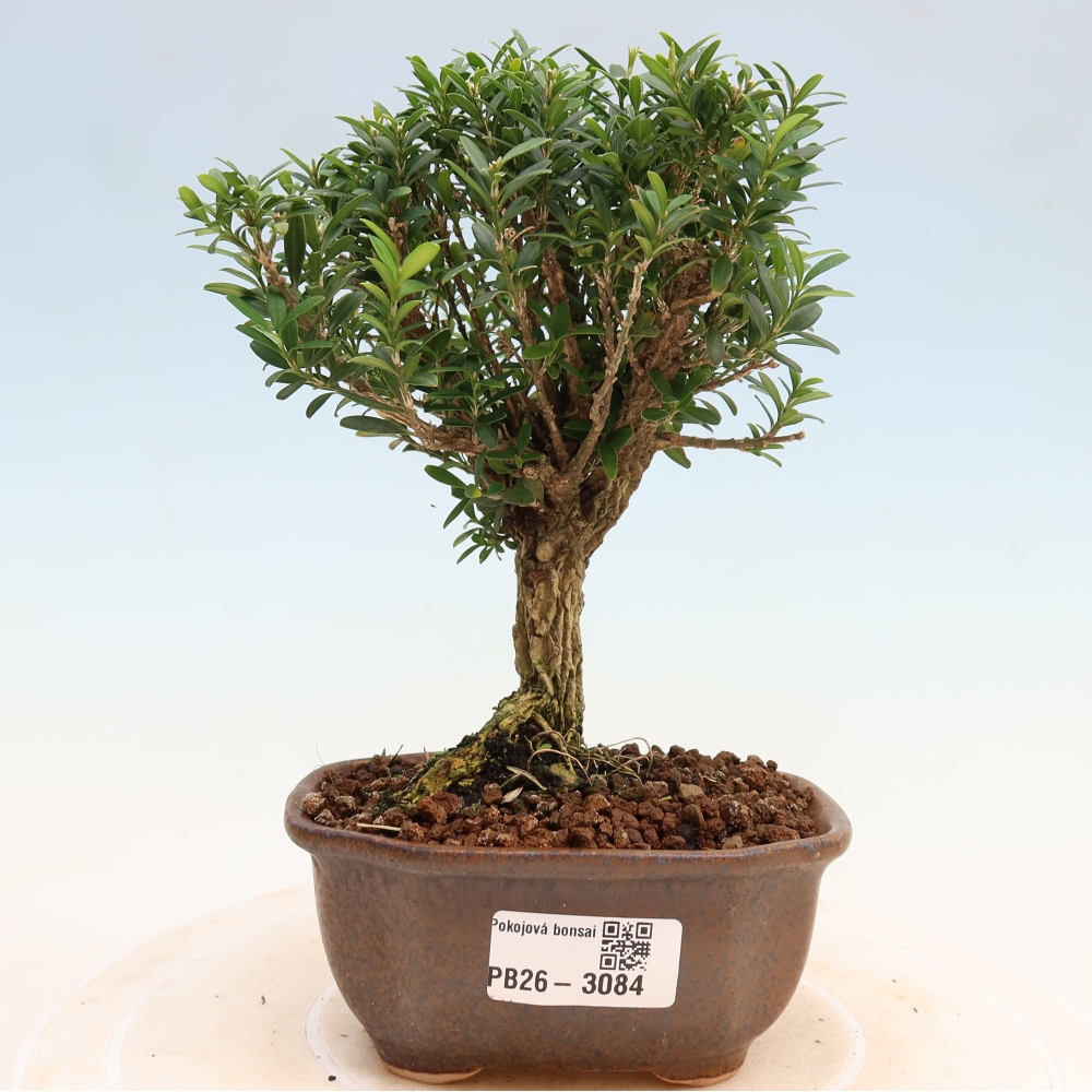 Kamerbonsai - Buxus harlandii - kurk buxus