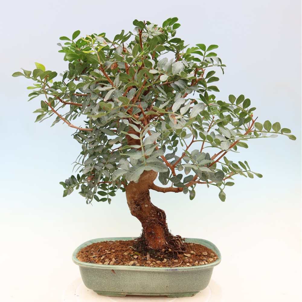 Kamerbonsai - Pistacia Lentiscus - Pistache
