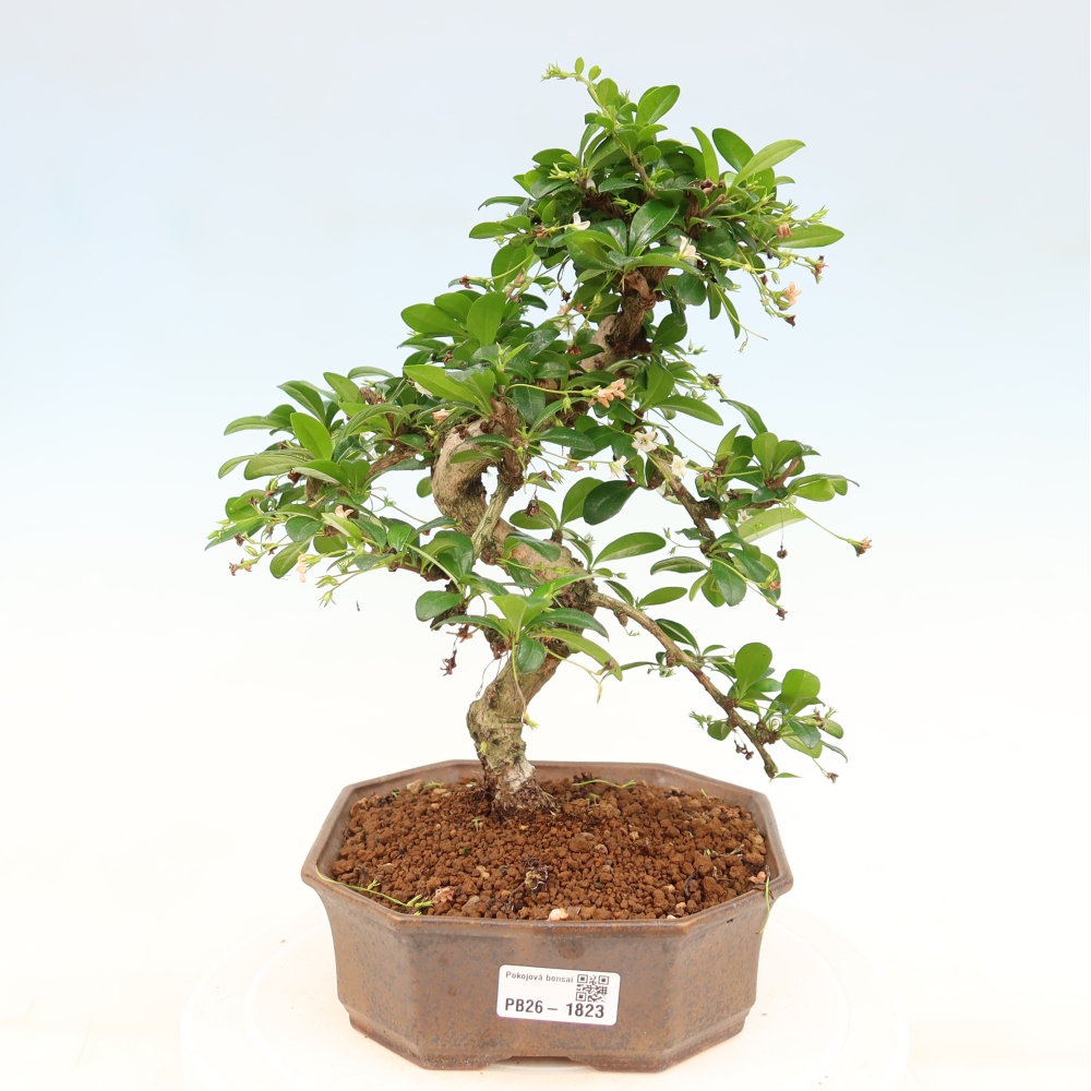 Kamerbonsai - Carmona macrophylla - Thee fuki