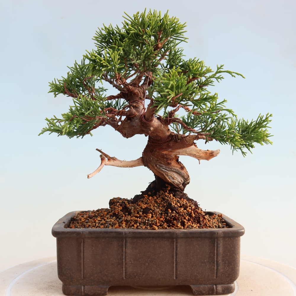 Bonsai voor buiten - Juniperus chinensis Itoigawa