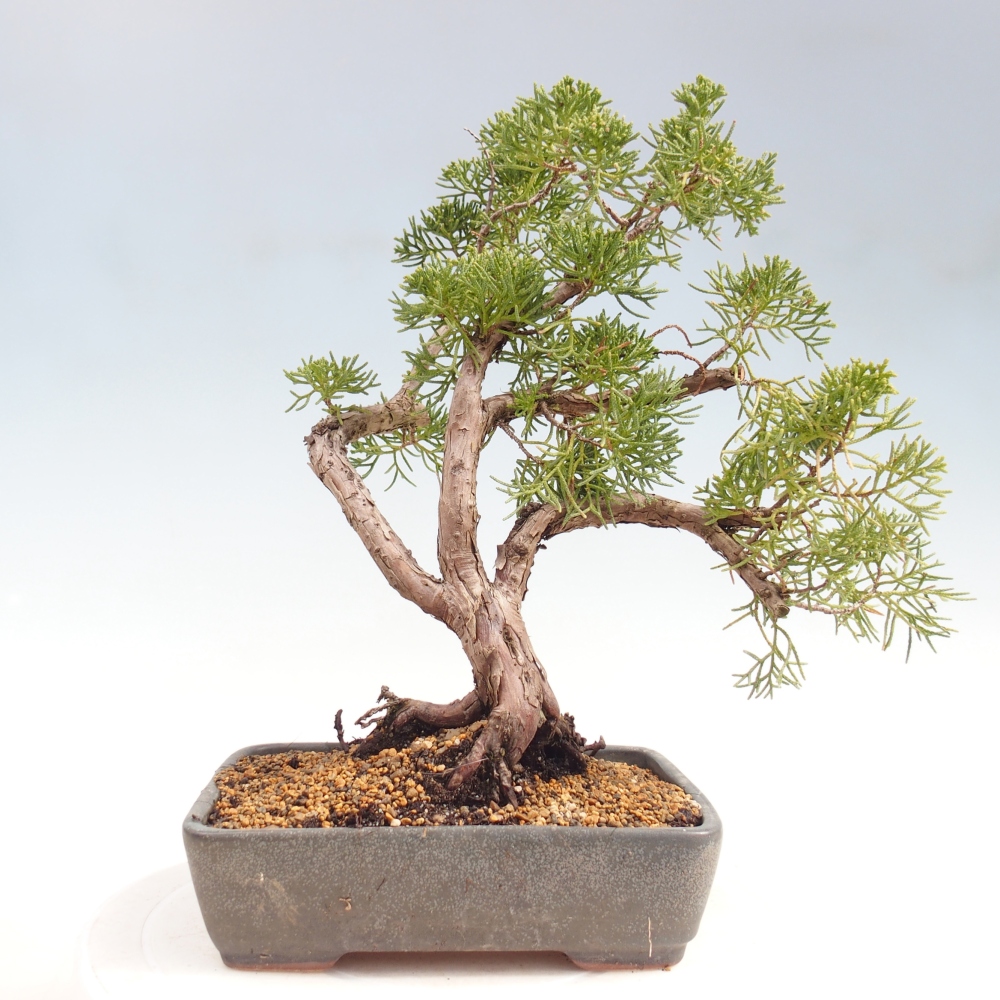 Bonsai voor buiten - Juniperus chinensis Kishu
