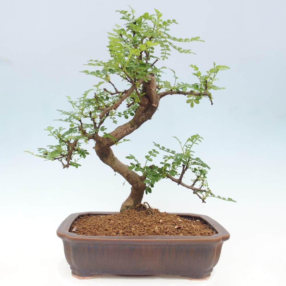 Kamerbonsai - Zantoxylum piperitum - peperboom