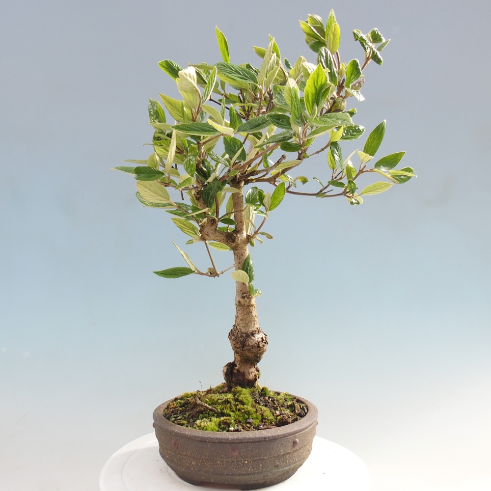 Bonsai voor buiten - Kalina Bodnanská - Viburum carlesii hemsi