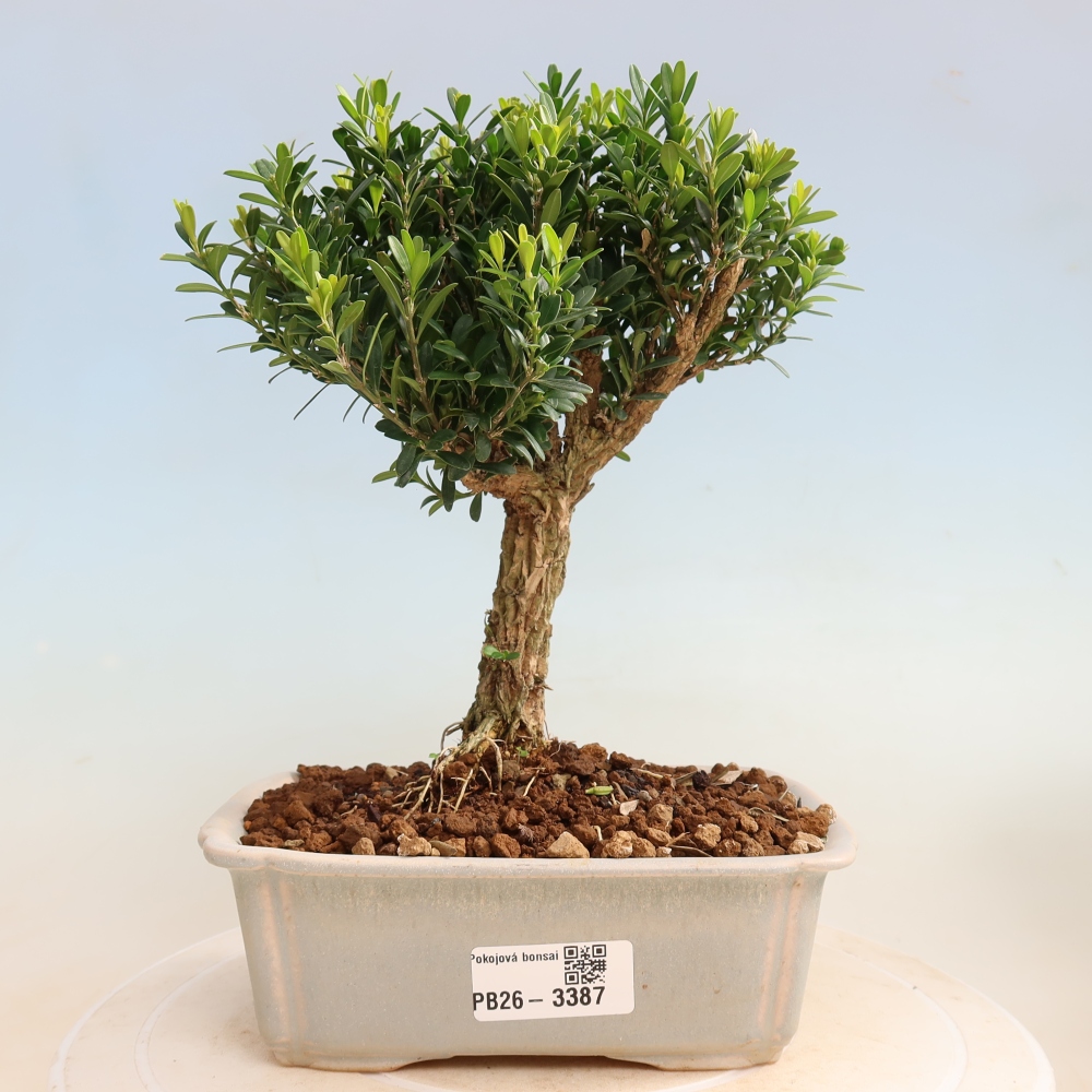 Kamerbonsai - Buxus harlandii - kurk buxus
