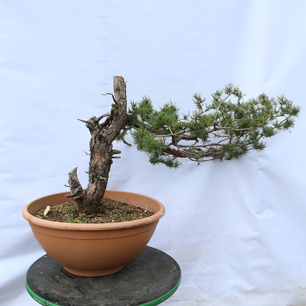 Pinus sylvestris Spanje - grove den