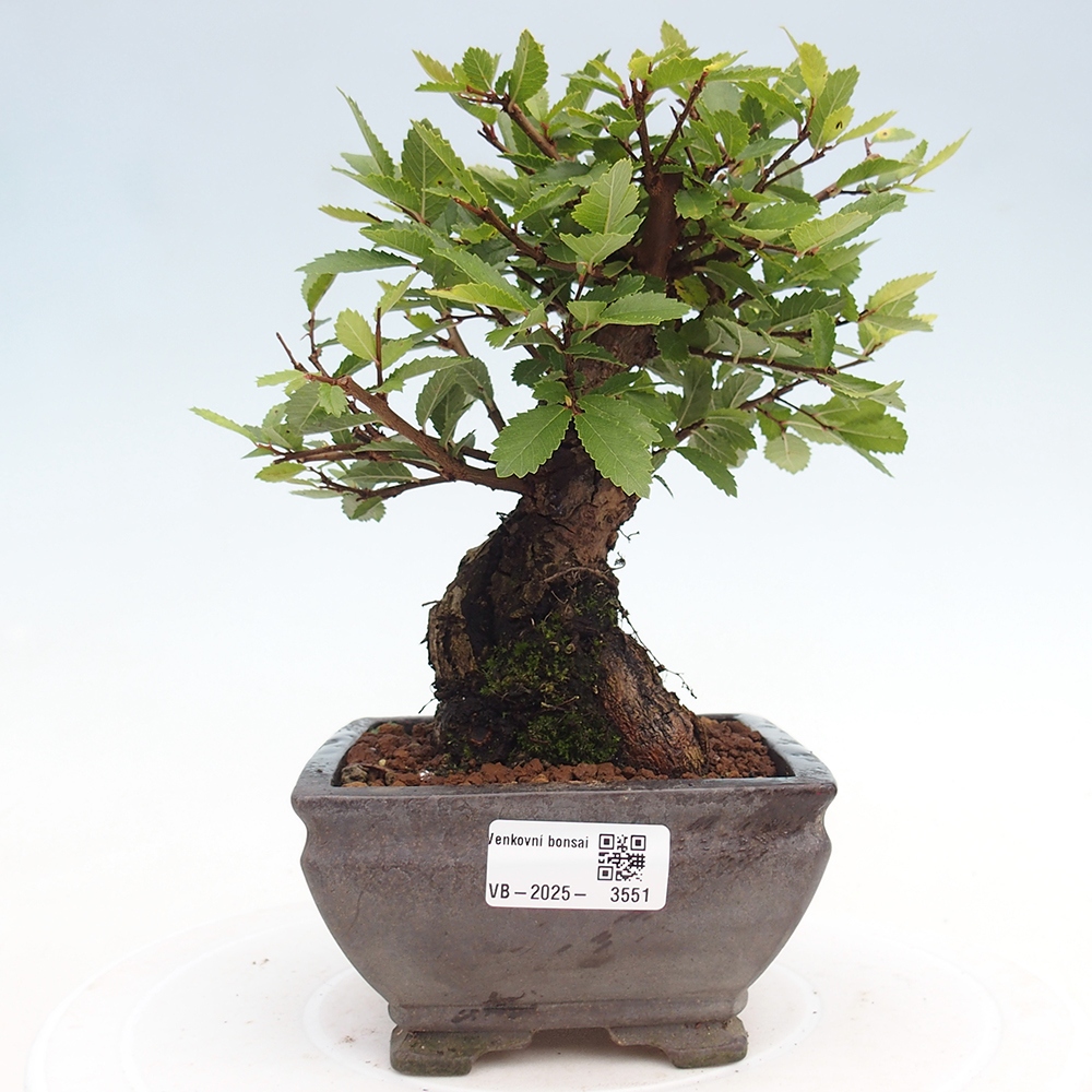 Bonsai voor buiten - Zelkova - Zelkova NIRE
