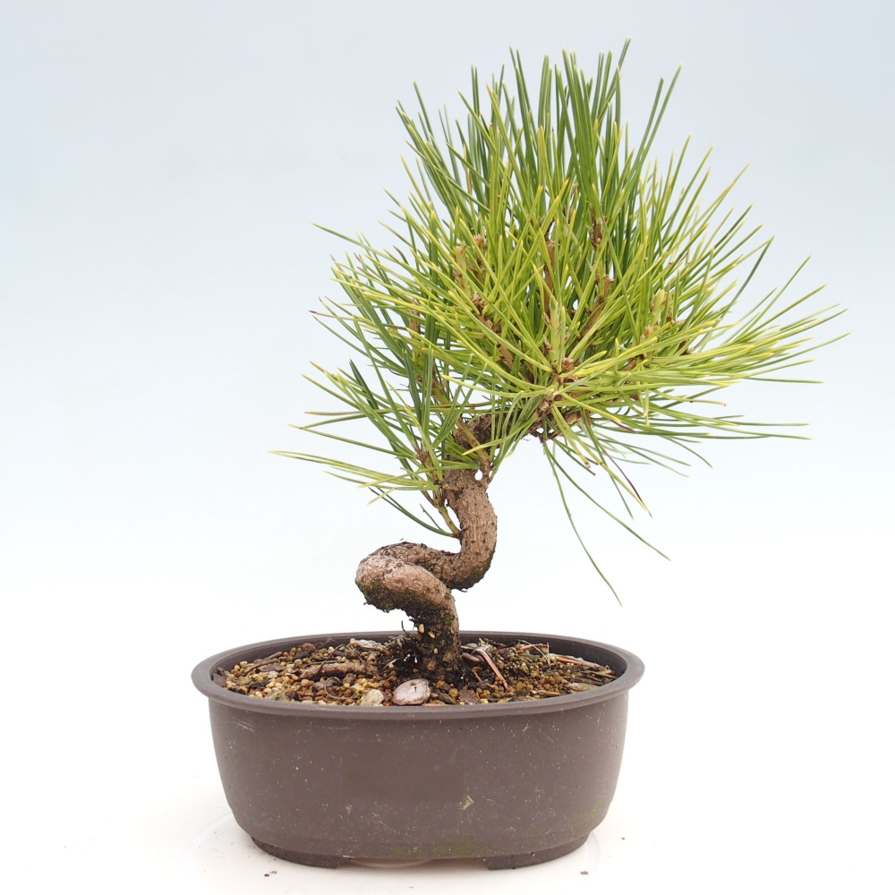 Bonsai voor buiten - Pinus thunbergii - Thunberg den