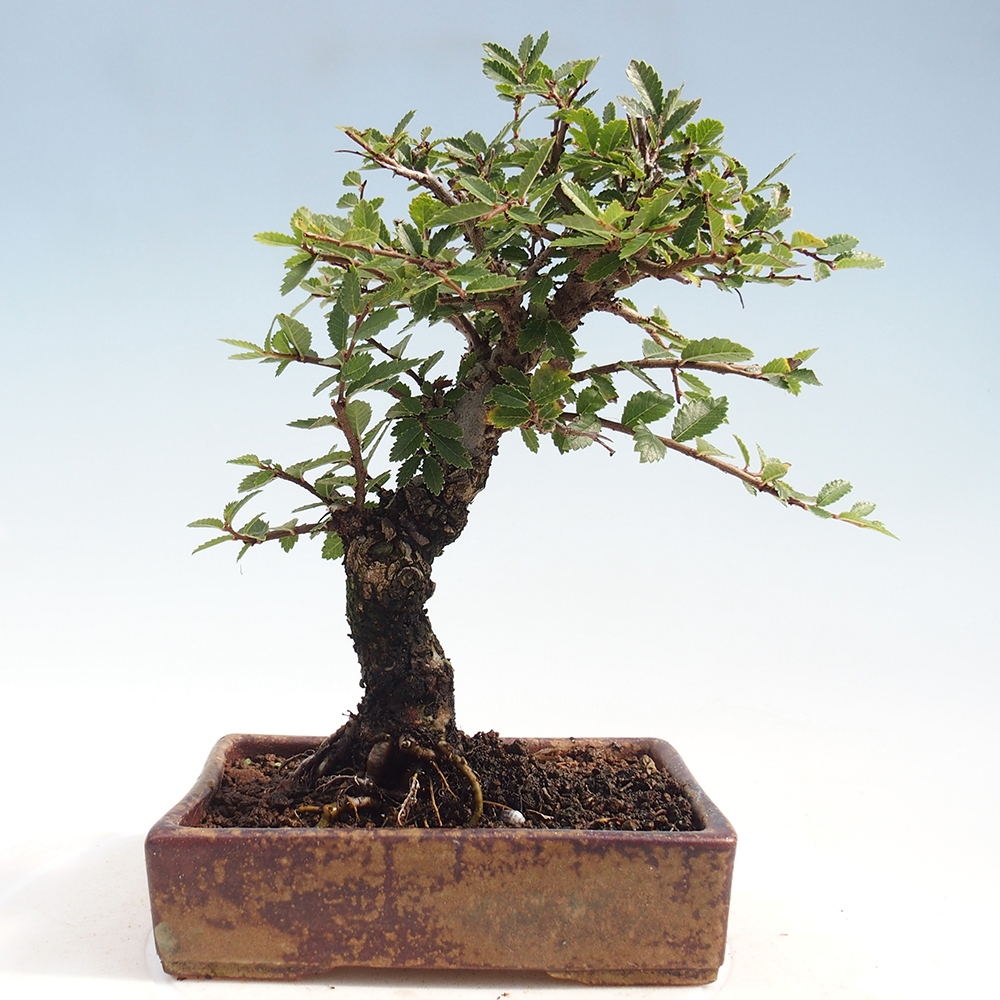 Bonsai voor buiten - Zelkova - Zelkova NIRE