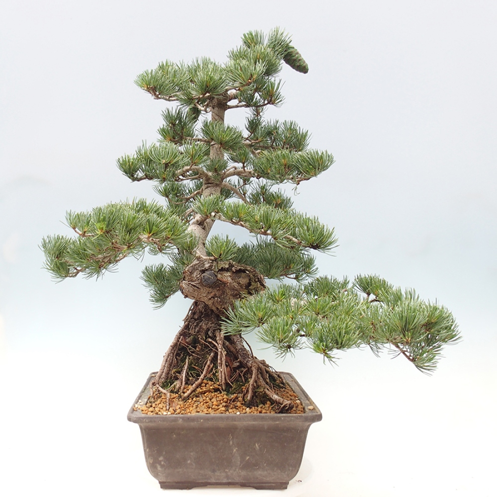 Bonsai voor buiten - Pinus parviflora - Pinus parviflora