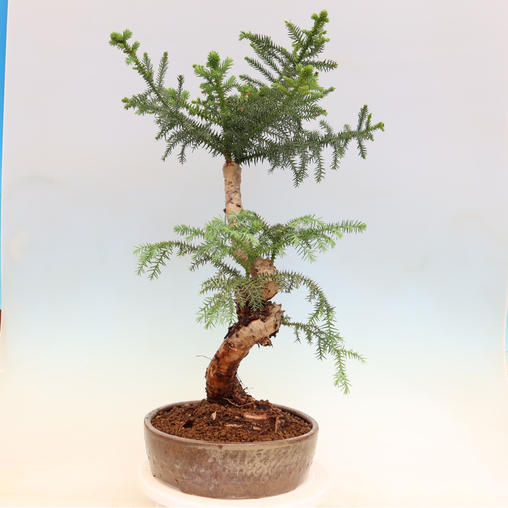 Kamerbonsai - Araucaria - kamer spar