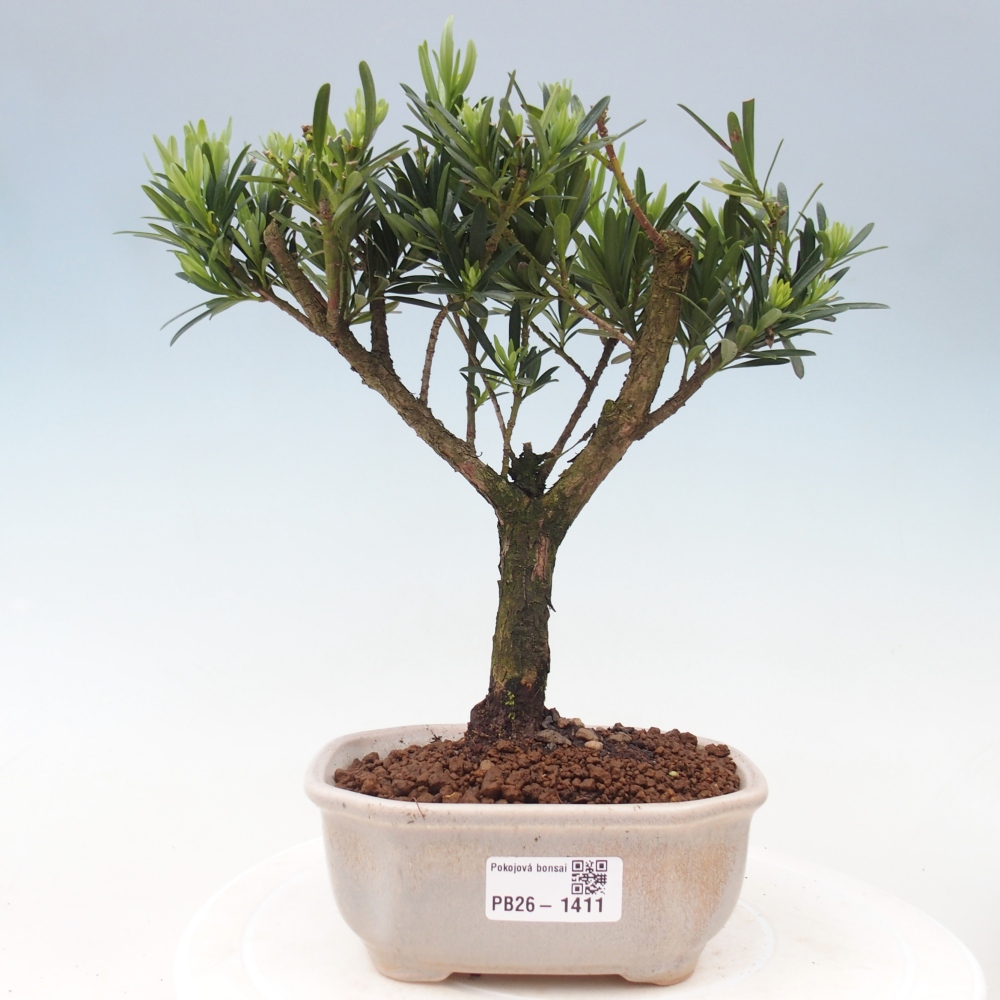 Kamerbonsai - Podocarpus - Taxus