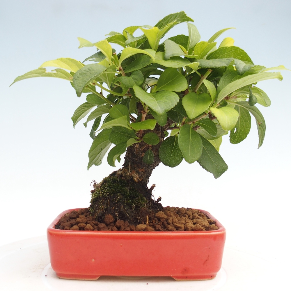 Bonsai voor buiten - Celastrus orbiculatus