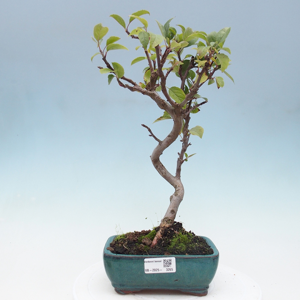 Bonsai voor buiten -Malus halliana - Appelboom met kleine vruchten