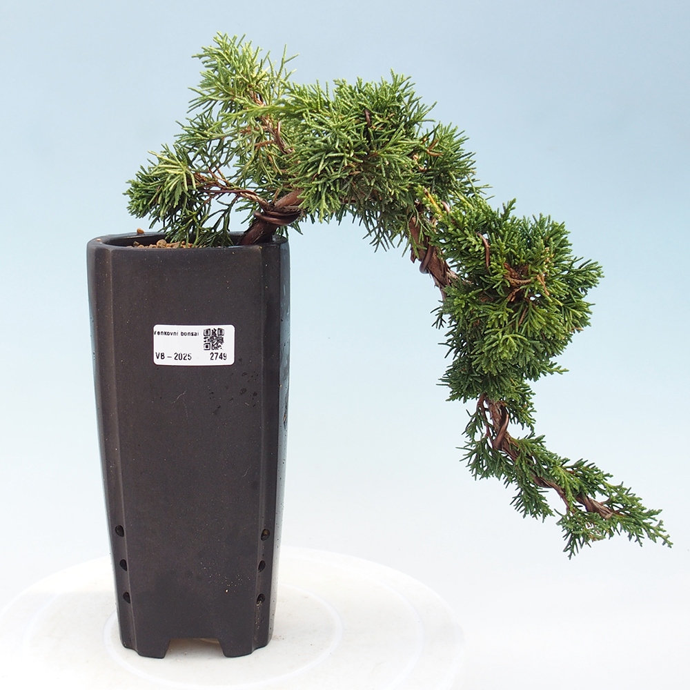 Bonsai voor buiten - Juniperus chinensis Kishu